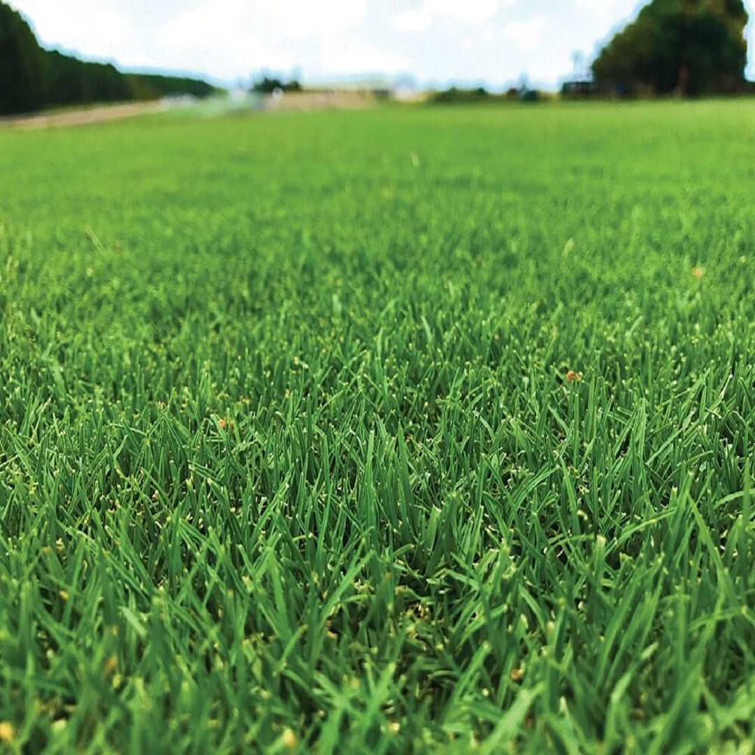 Tiftuf Lawn Slab 600 X 1200mm Per M2