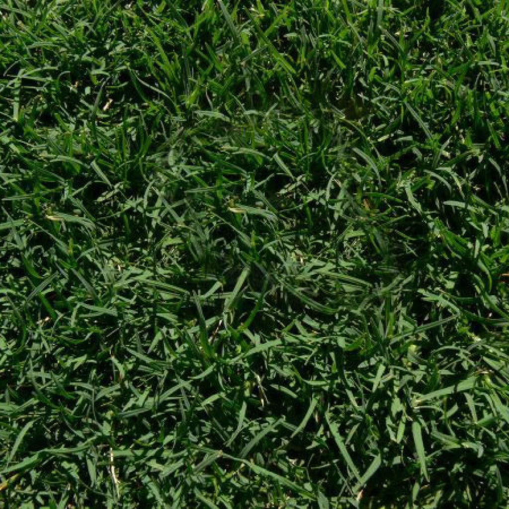 Nullabor Couch Per M2 600 X 1200mm = 0.72m2