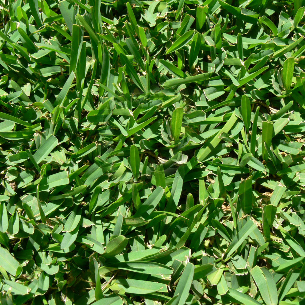 Sir Walter Truf Lawn Slab 600 X 1200mm Per M2